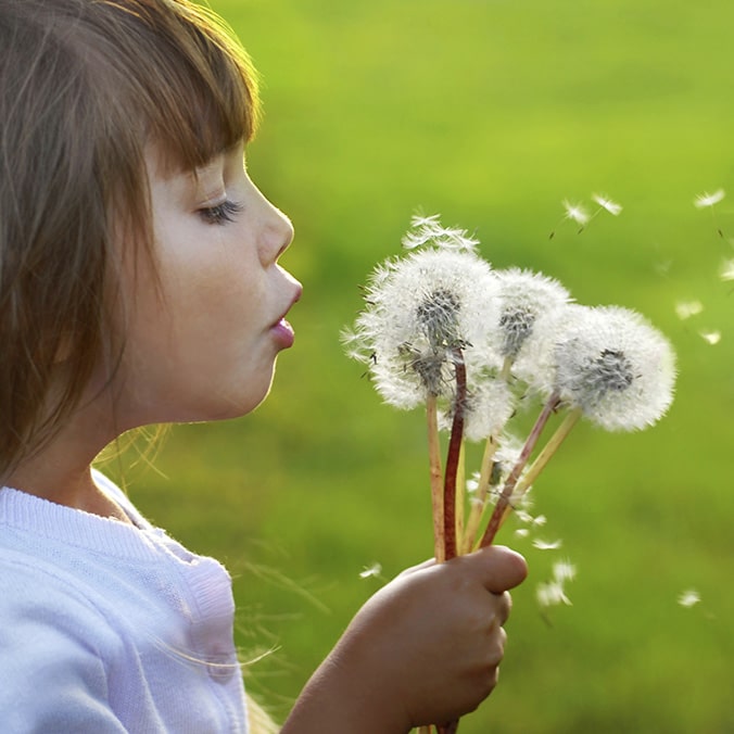 A little girl holding a bouquet of dandelions is blowing on it.